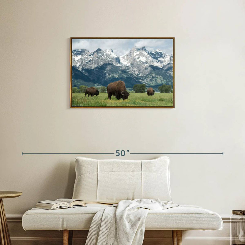 Grand Teton American Buffalo Herd, Cadre flottant doré, 31 po x 21 po