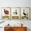 Heron Portrait IV - reproduction encadrée sur mesure de qualité supérieure mate - 3 pièces-1020655653-1020655651