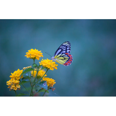 Jezebel Butterfly Sitting - Wrapped Canvas Print