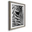 Zebra Colt - Photographie avec cadre photo-1635737520-1635737521