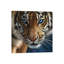 «Tiger - Blue Eyes» par Collin Bogle - impression sur toile tendue-55901323