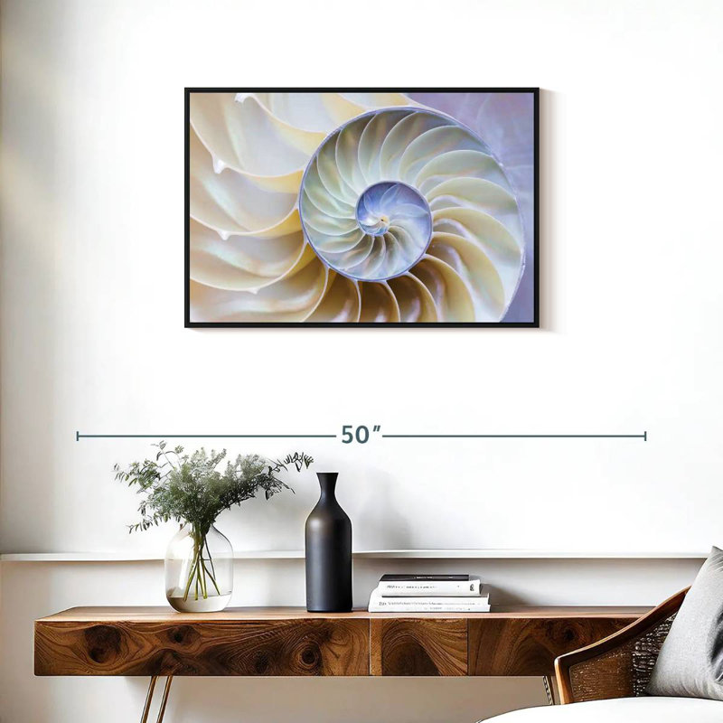 Coquille Nautilus vide, Cadre flottant noir, 31 po x 21 po