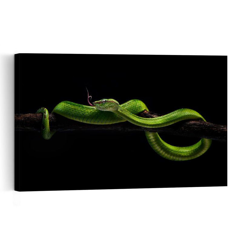 Striking Green Viper Snake Tropical Wall Art Print 1 Piece Wrapped Canvas Wall Art, 40.64cm H x 60.96cm W