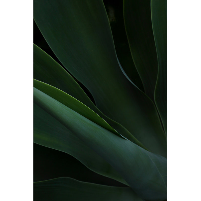 Laronn Green Background by MarkPiovesan - Wrapped Canvas Print, 46cm H x 30cm W x 3.8cm D