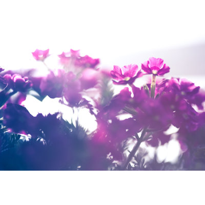 Pink Flowers In Morning - Wrapped Canvas Print