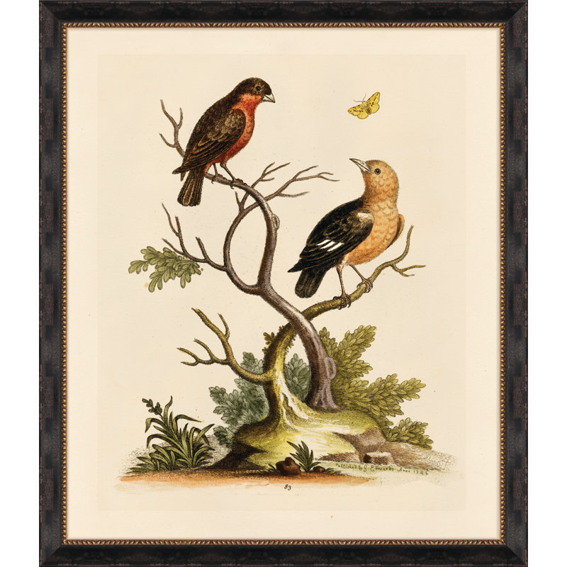 Edwards Naturalist Study II Painting