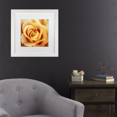 « antique rose », reproduction de photo encadrée