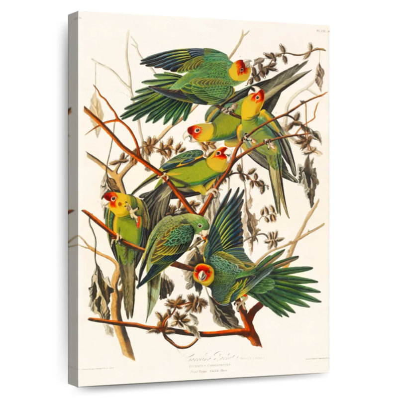 Brampt Carolina Parakeet, 30" H x 20" W