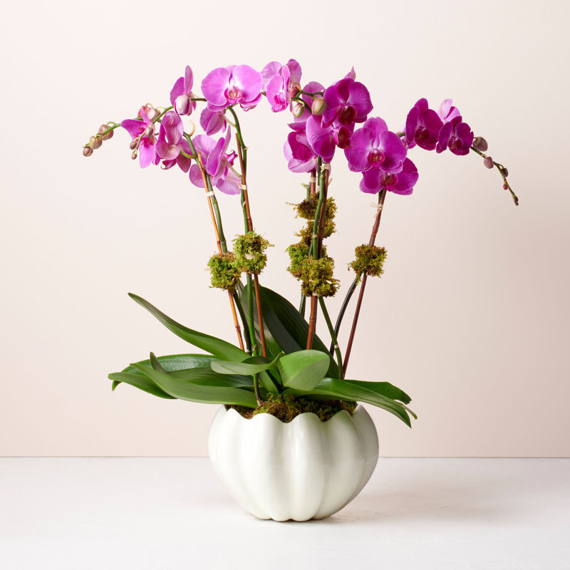 Mirabelle Ceramic Table Vase, Cream