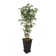 Aislin 72" Artificial Bamboo Tree in Planter