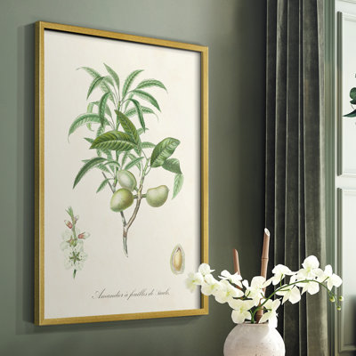 Antique Almond Botanical II Framed Print - Solid Wood