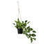 43.9cm Faux Plant