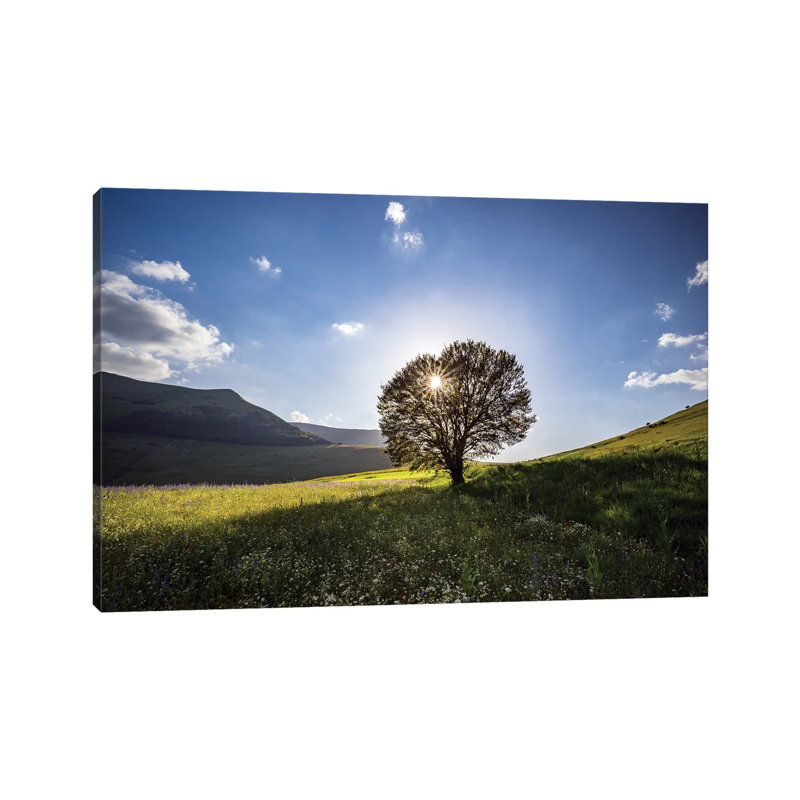 Italy, Castelluccio, Piano Grande. Backlit Tree At Sunset. by Jaynes Gallery - Wrapped Canvas Print, 66.04 cm H x 45.72 cm W
