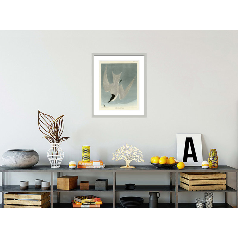 Marsh Tern by   John James Audubon -Framed Giclee Print, 27.6" H x 23.5" W