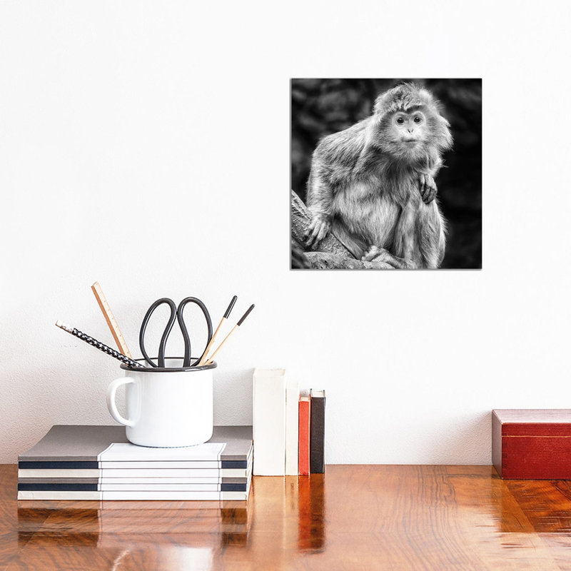 Curious by David Gardiner - Wrapped Canvas Print, 30.48cm H x 30.48cm W