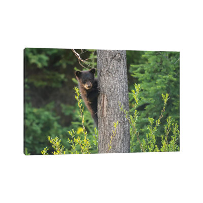 Black Bear Cub in Tree 1 Piece Wrapped Canvas Wall Art