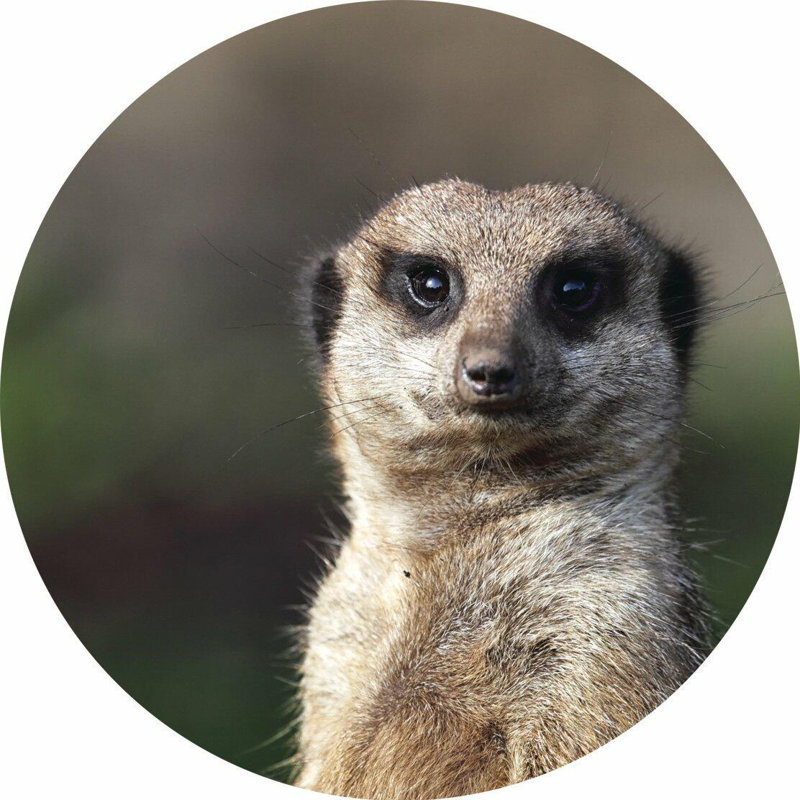 Piece Coaster, Meerkat