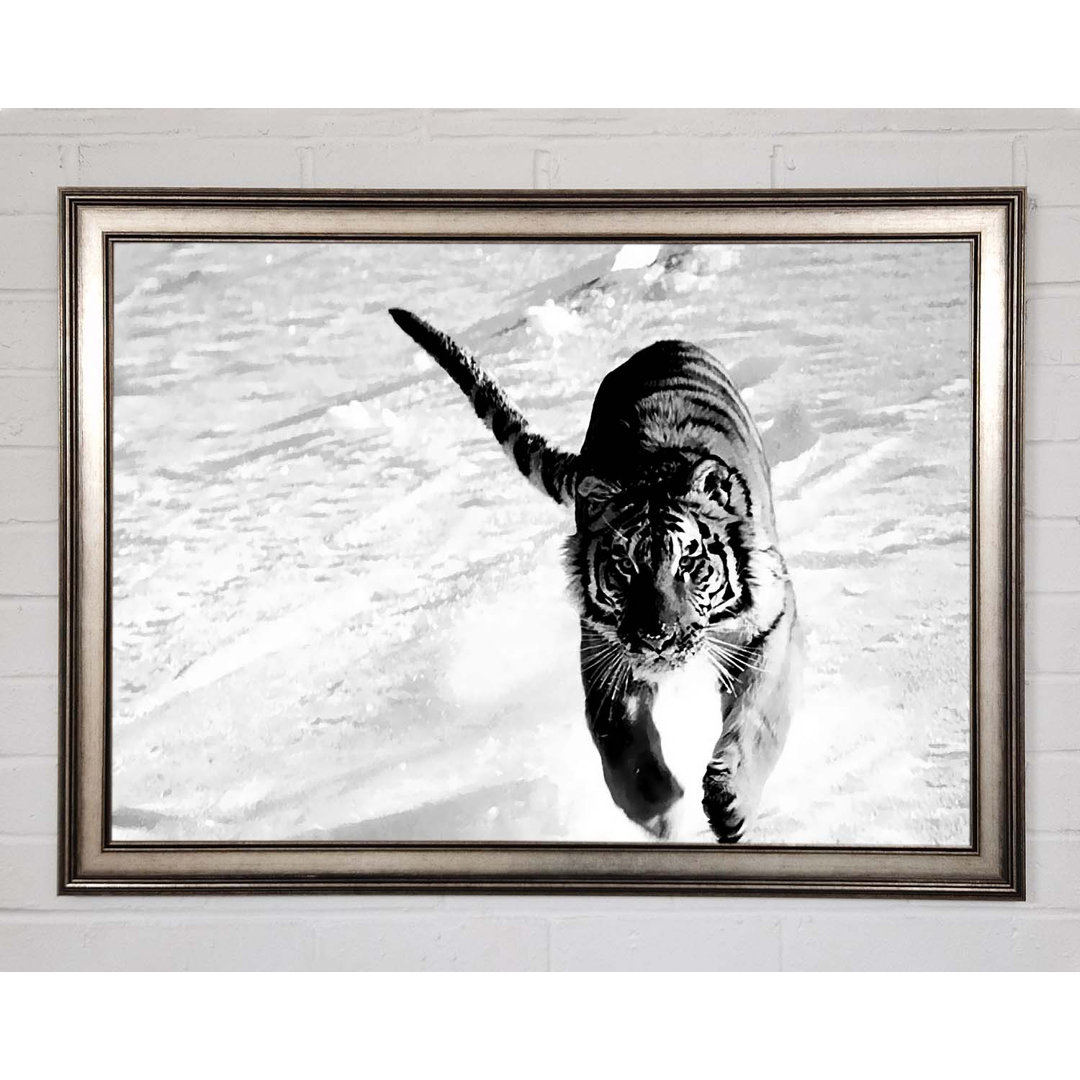 Tiger Running In Snow - Einzelner Bilderrahmen Kunstdrucke