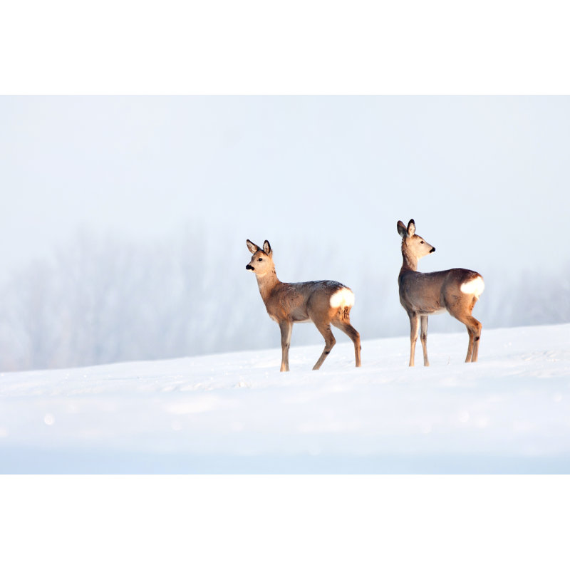 Deer In Winter In A Sunny Day - Wrapped Canvas Print, 51cm H x 76cm W x 3.8cm D