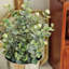 10,2 po Faux eucalyptus topiaire dans un pot en métal (2 pièces)