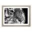 Eyes of the Tiger in Abstract - Picture Frame Graphic Art Print-55726731-55726724