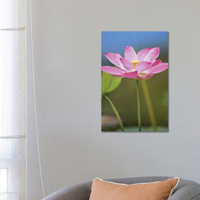 Sacred Lotus Flower, Native to Asia 1 Piece Wrapped Canvas Wall Art