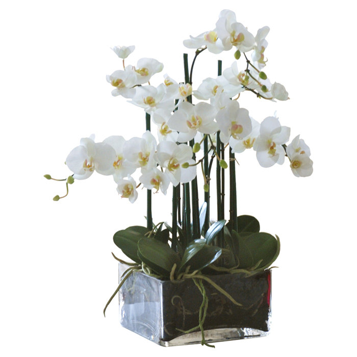 Faux 20.5" Phalaenopsis Orchid