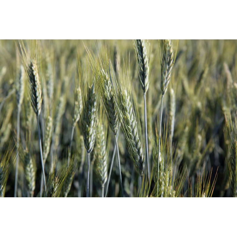 Lavor Triticale Field - Wrapped Canvas Print, 30cm H x 46cm W x 3.8cm D