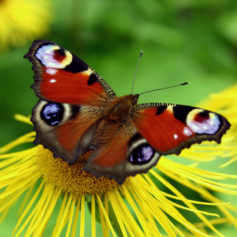 Butterfly by Chelnok - Wrapped Canvas Print, 76cm H x 76cm W x 3.8cm D