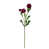 Rose sélectionné