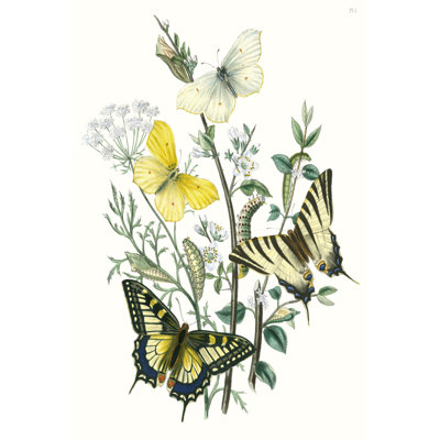 British Butterflies II - Painting on Canvas