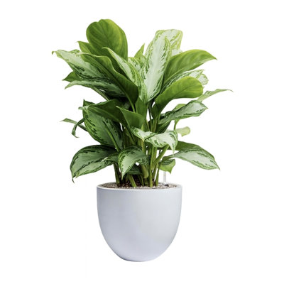Dorlis Handmade Pot Planter