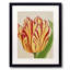 Fire Tulip Print by Karen Sikie