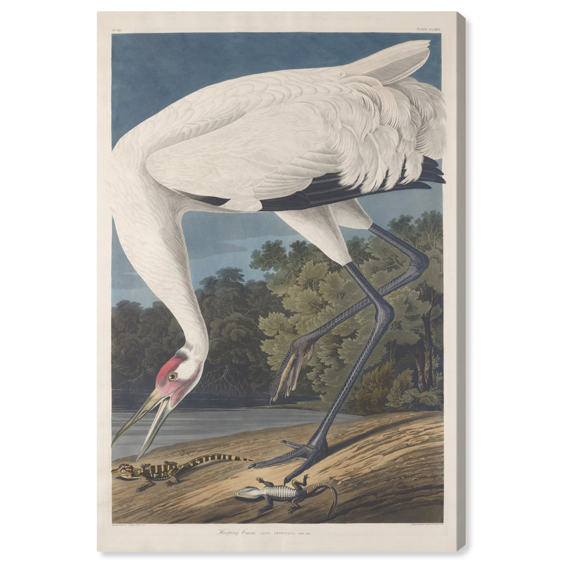 Ho Hoing Crane par Robert Havell - Impression sur toile, H 30 po x l 45 po x P 1,5 po, Toile tendue