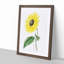 A Californian Sunflower - Wall Art-55457556-55457558