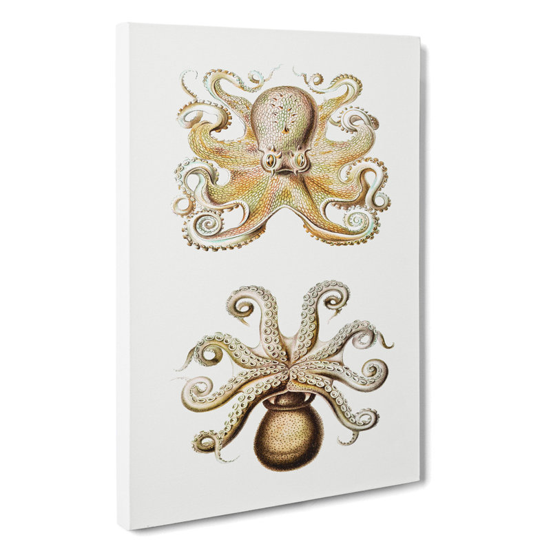 Vintage Octopus by Ernst Haeckel - Wrapped Canvas Painting, 76cm H x 50cm W x 3cm D