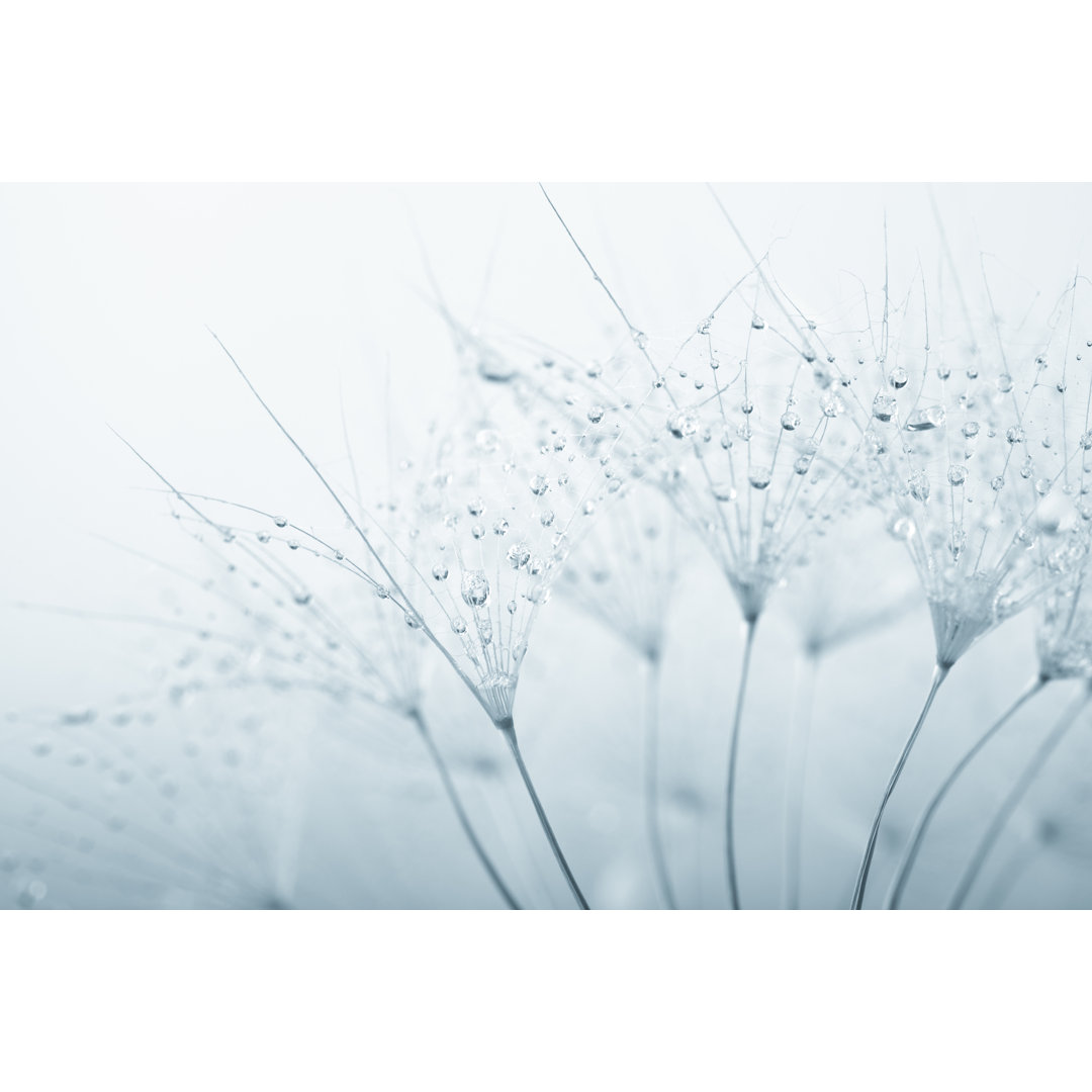 Kunstdruck Dandelion Seed With Water Drops