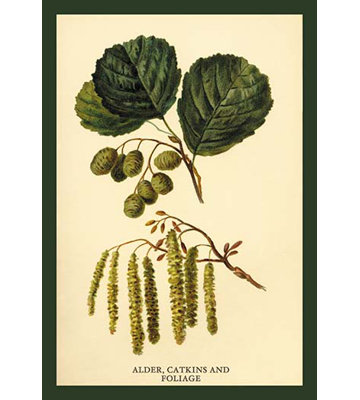 " Alder, Catkins And Foliage " by W.H.J. Boot