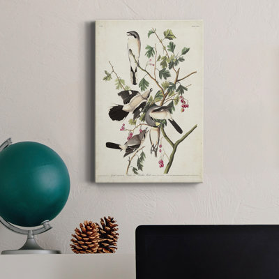 Pl 192 Great Cinereous Shrike - reproduction d'art sur toile tendue