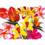Flower Pop Print by Larry Laslo