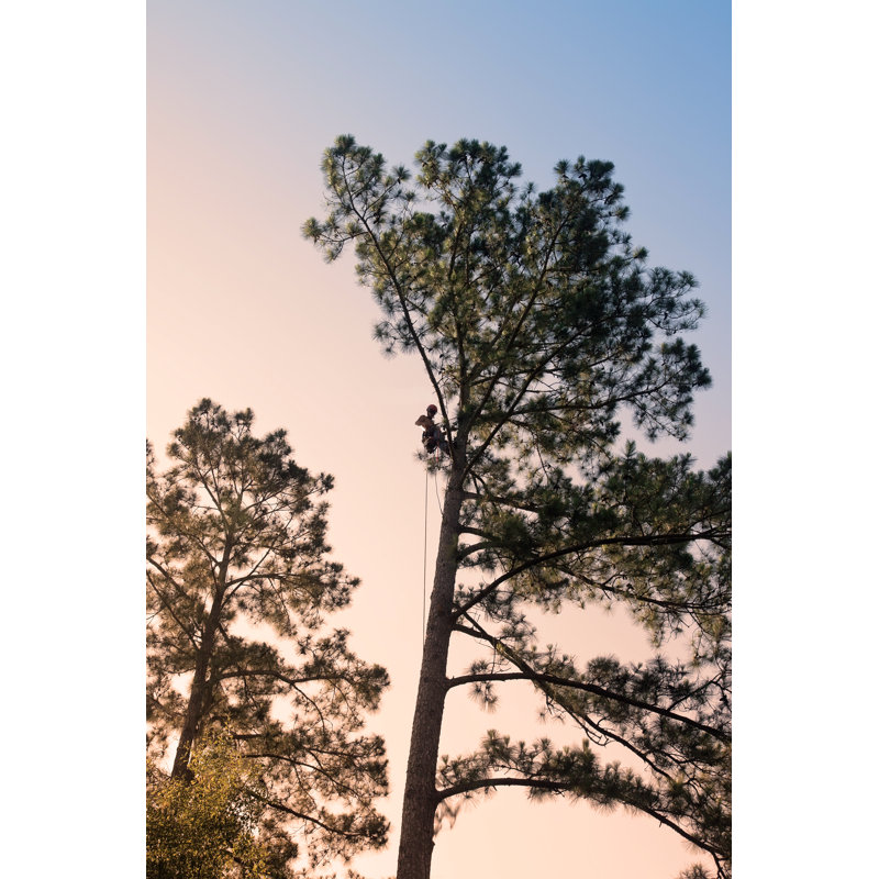 Arborist Taking Down A Tree by Ruth Peterkin - Wrapped Canvas Print, 45.72cm H x 30.48cm W