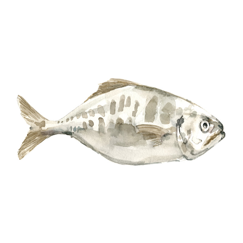 Silver Fish II by Emma Caroline - Wrapped Canvas Print, 30cm H x 46cm W x 3.8cm D