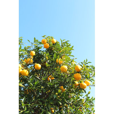 Yuzu, Japanese Lemon by Ranmaru_ - Wrapped Canvas Print