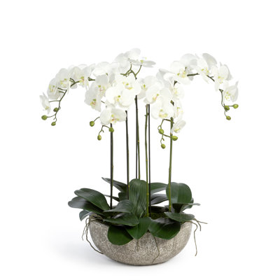22.75'' Faux Phalaenopsis Plant in Concrete Pot