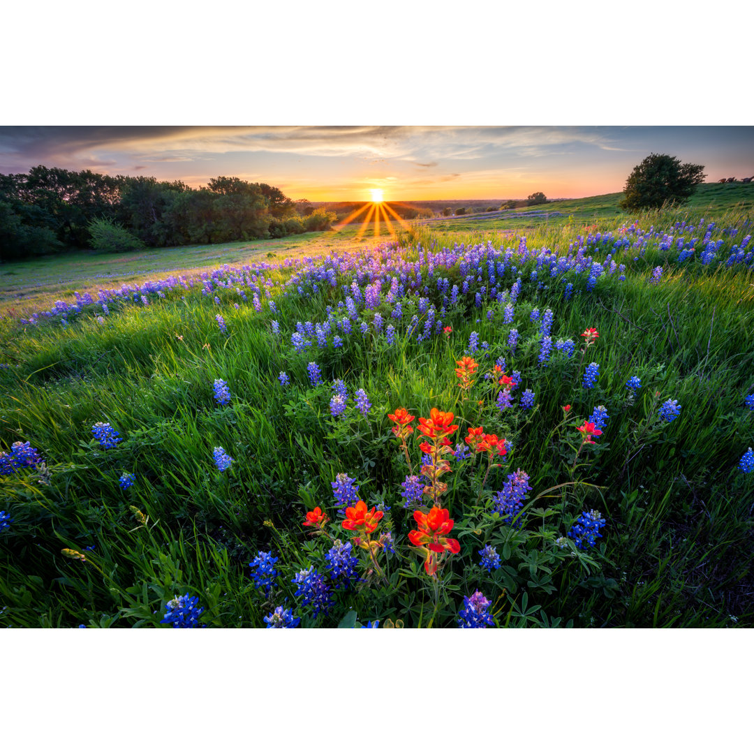 Leinwandbild Texas Bluebonnets at Sunset