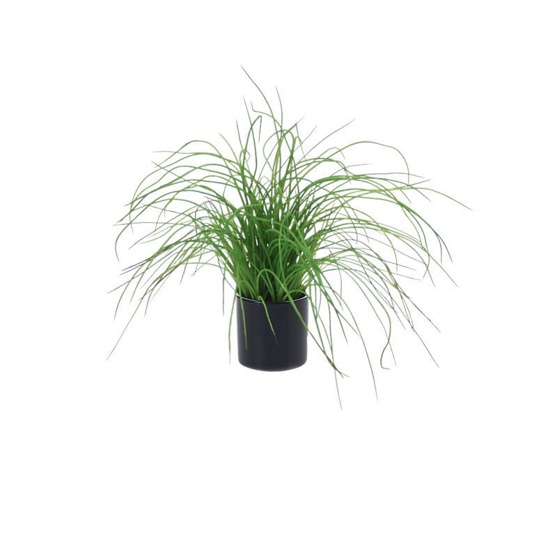 Herbe en pot