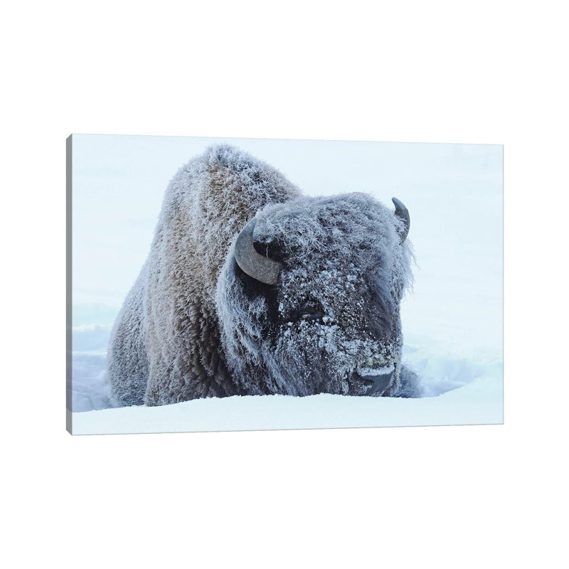 Frosty by Brian Wolf - Wrapped Canvas Print, 20.32 cm H x 30.48 cm W