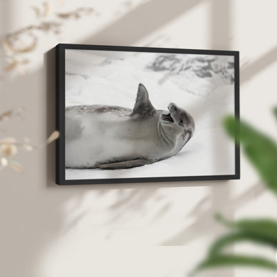 Laughing Seal -Framed Print - Restickable