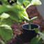 Keter Tulip Screen Planter - Ashwood Brown