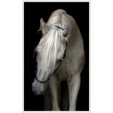 Pasha' Framed Photographic Print on Canvas
